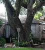 Border Oak Famous Fact